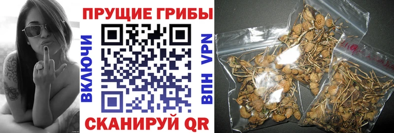 Галлюциногенные грибы Cubensis Мышкин